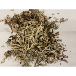 Płucnica Islandzka Ziele Cięte 1 Kg